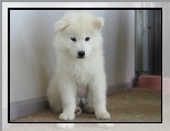 bia�y, Samojed