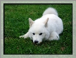 zielona, bia�y, Samojed, trawa